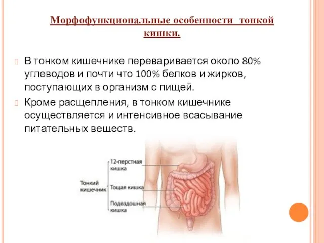 В тонком кишечнике переваривается около 80% углеводов и почти что 100%