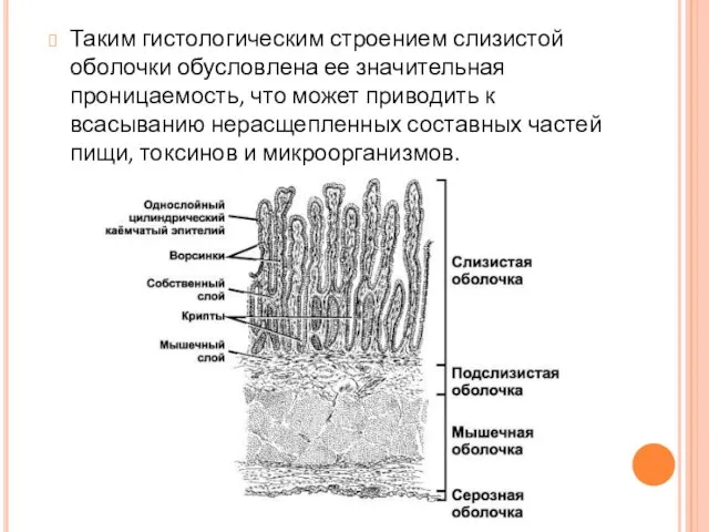 Таким гистологическим строением слизистой оболочки обусловлена ее значительная проницаемость, что может