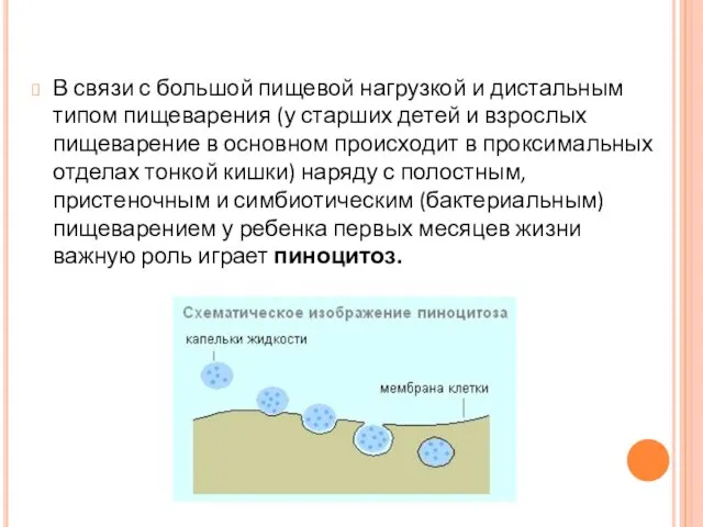 В связи с большой пищевой нагрузкой и дистальным типом пищеварения (у