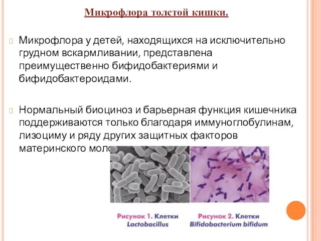 Микрофлора у детей, находящихся на исключительно грудном вскармливании, представлена преимущественно бифидобактериями