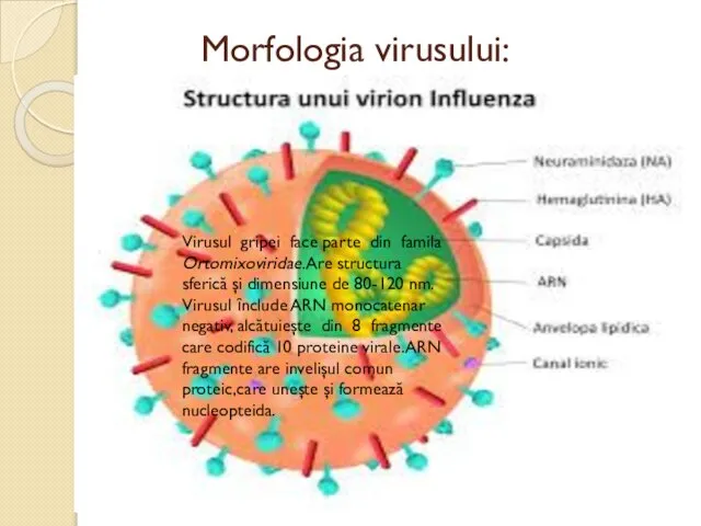 Morfologia virusului: Virusul gripei face parte din famila Ortomixoviridae.Are structura sferică