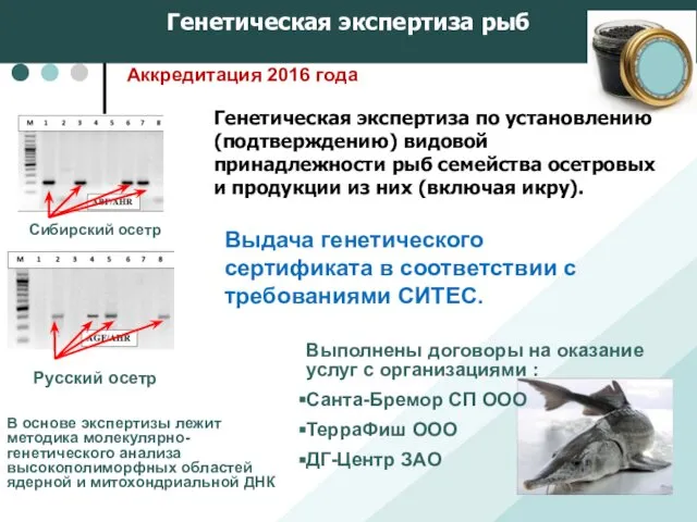 Генетическая экспертиза рыб Выдача генетического сертификата в соответствии с требованиями СИТЕС.