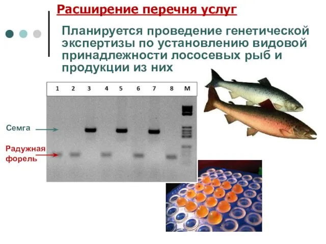 Планируется проведение генетической экспертизы по установлению видовой принадлежности лососевых рыб и
