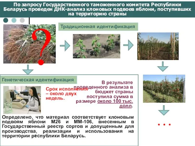 По запросу Государственного таможенного комитета Республики Беларусь проведен ДНК-анализ клоновых подвоев