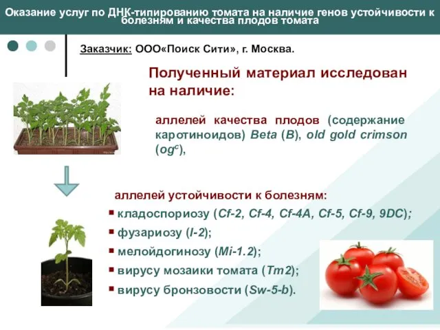 Оказание услуг по ДНК-типированию томата на наличие генов устойчивости к болезням