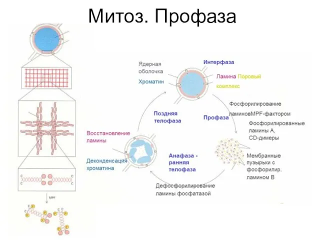 Митоз. Профаза Когезины – семейство SMC белков. Когезиновые кольцеобразные комплексы вводятся в процессе репликации.