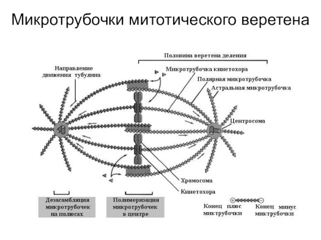 Микротрубочки митотического веретена