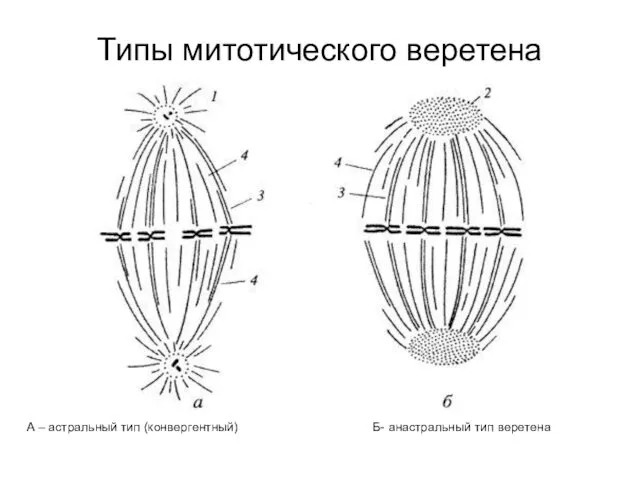 Типы митотического веретена А – астральный тип (конвергентный) Б- анастральный тип веретена