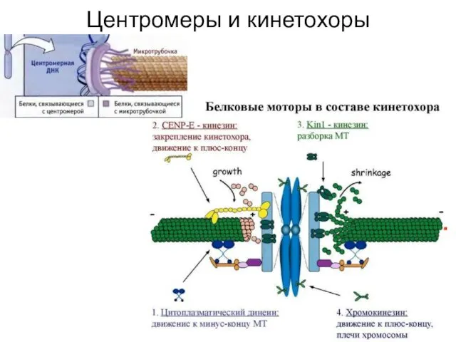 Центромеры и кинетохоры