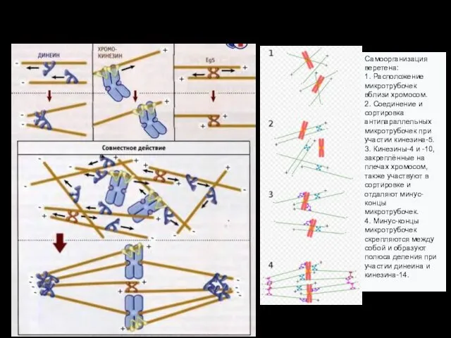 Митоз. Метафаза Самоорганизация веретена: 1. Расположение микротрубочек вблизи хромосом. 2. Соединение
