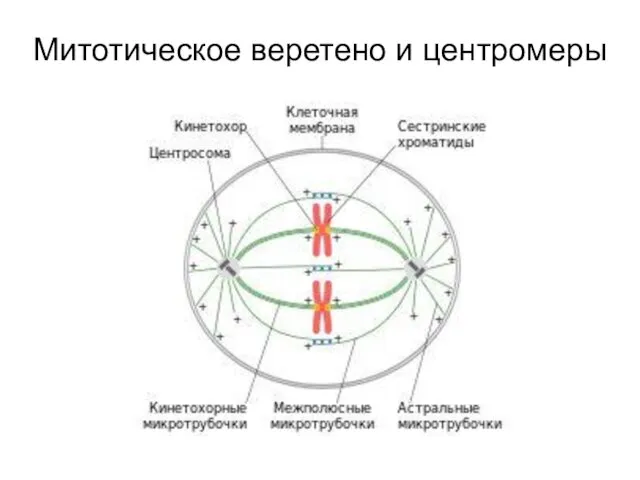 Митотическое веретено и центромеры