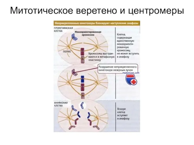 Митотическое веретено и центромеры