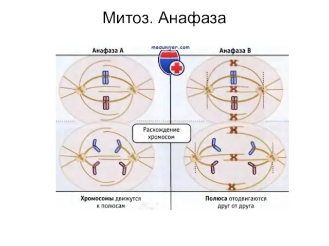 Митоз. Анафаза