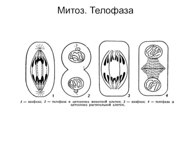 Митоз. Телофаза