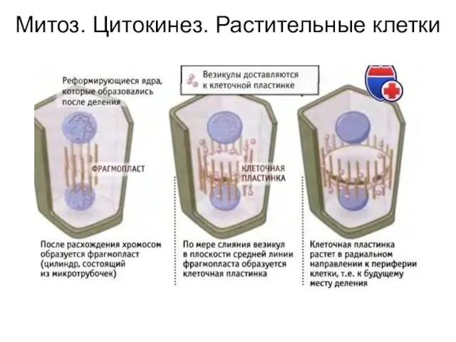 Митоз. Цитокинез. Растительные клетки