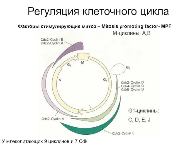 Регуляция клеточного цикла Факторы стимулирующие митоз – Mitosis promoting factor- MPF