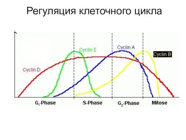 Регуляция клеточного цикла