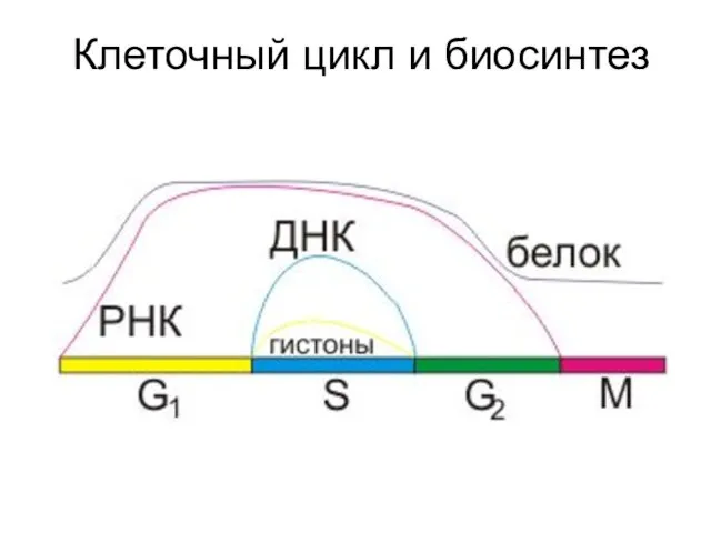 Клеточный цикл и биосинтез