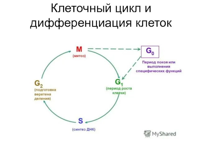 Клеточный цикл и дифференциация клеток