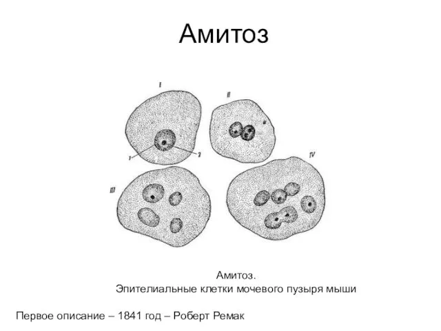 Амитоз Амитоз. Эпителиальные клетки мочевого пузыря мыши Первое описание – 1841 год – Роберт Ремак