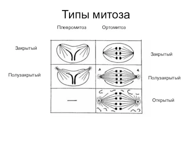 Типы митоза Плевромитоз Ортомитоз Закрытый Полузакрытый Открытый Полузакрытый Закрытый