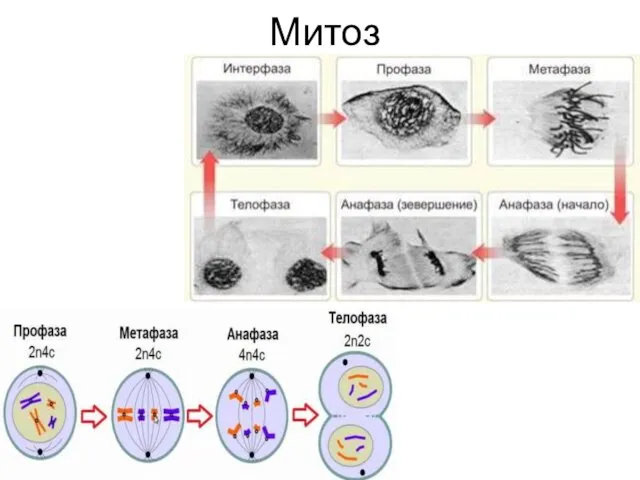 Митоз