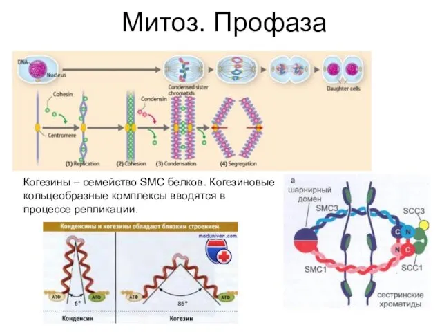 Митоз. Профаза Когезины – семейство SMC белков. Когезиновые кольцеобразные комплексы вводятся в процессе репликации.