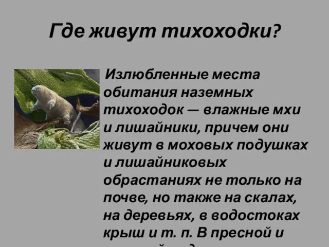 Где живут тихоходки? Излюбленные места обитания наземных тихоходок — влажные мхи