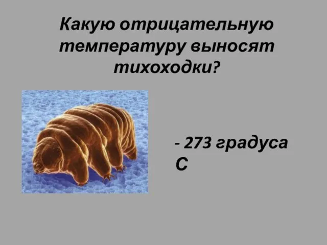 Какую отрицательную температуру выносят тихоходки? - 273 градуса С