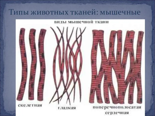 Типы животных тканей: мышечные