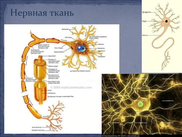 Нервная ткань