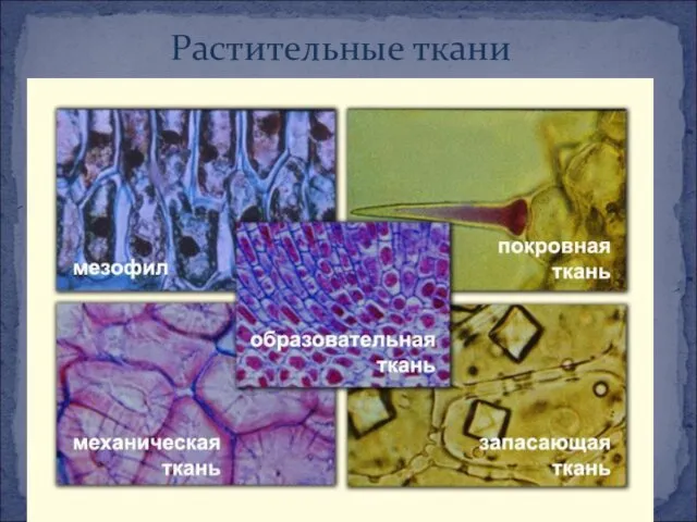 Растительные ткани