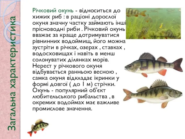 Загальна характеристика Річковий окунь - відноситься до хижих риб : в