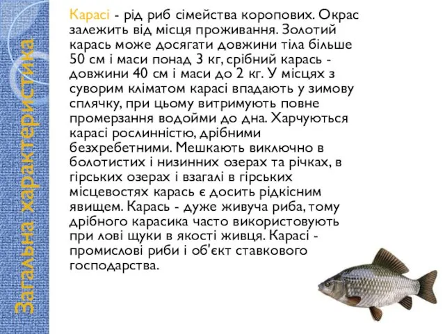 Загальна характеристика Карасі - рід риб сімейства коропових. Окрас залежить від