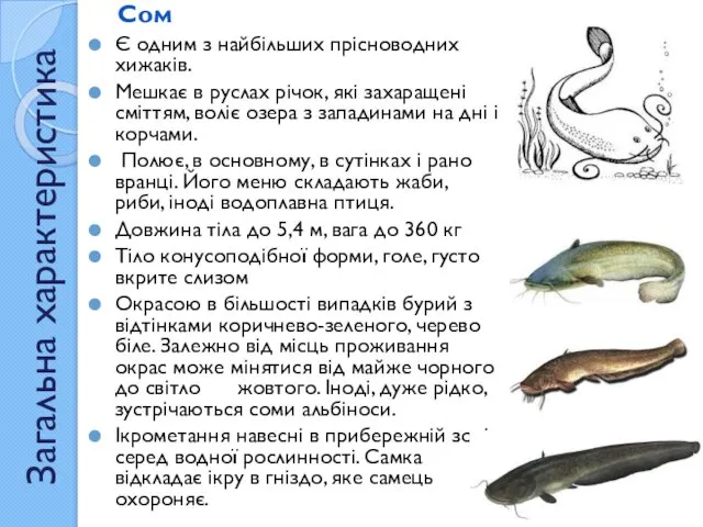 Загальна характеристика Сом Є одним з найбільших прісноводних хижаків. Мешкає в