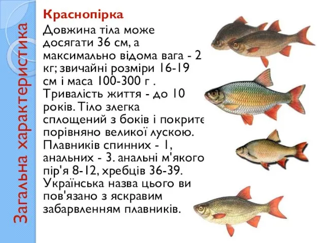 Загальна характеристика Краснопірка Довжина тіла може досягати 36 см, а максимально