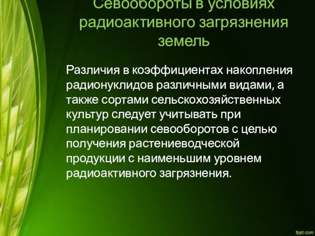 Севообороты в условиях радиоактивного загрязнения земель Различия в коэффициентах накопления радионуклидов