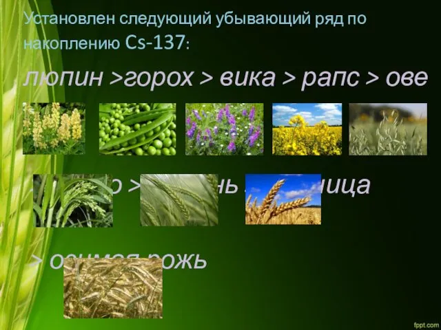 Установлен следующий убывающий ряд по накоплению Cs-137: люпин >горох > вика