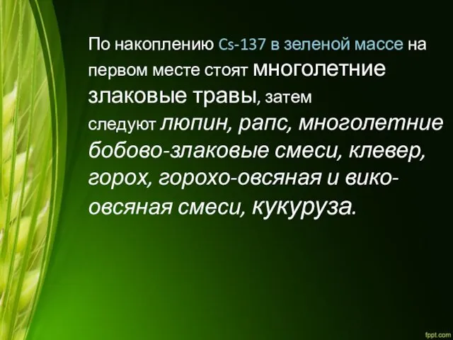 По накоплению Cs-137 в зеленой массе на первом месте стоят многолетние