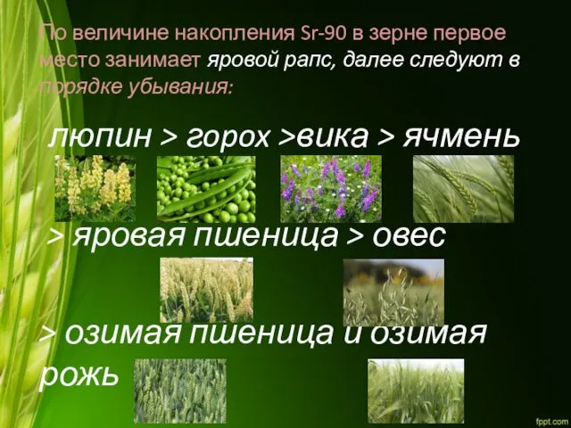 По величине накопления Sr-90 в зерне первое место занимает яровой рапс,