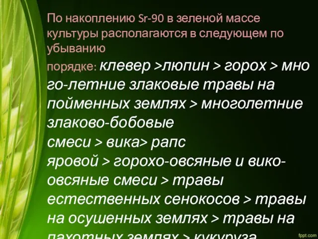 По накоплению Sr-90 в зеленой массе культуры располагаются в следующем по