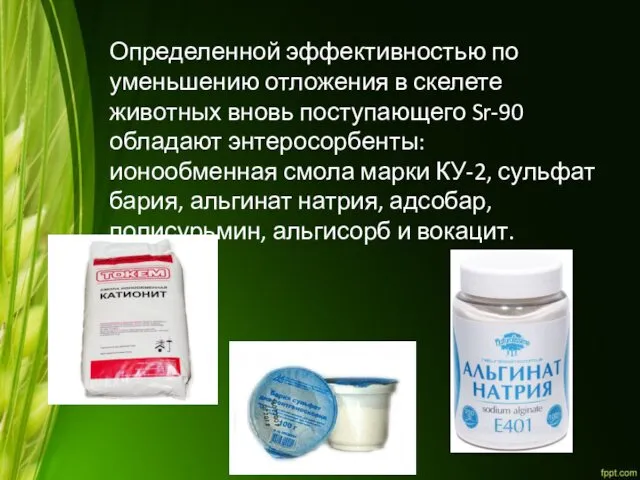 Определенной эффективностью по уменьшению отложения в скелете животных вновь поступающего Sr-90