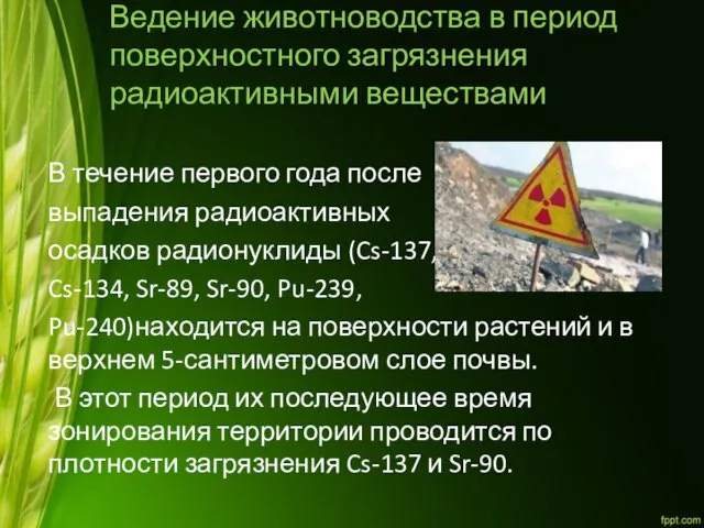 Ведение животноводства в период поверхностного загрязнения радиоактивными веществами В течение первого