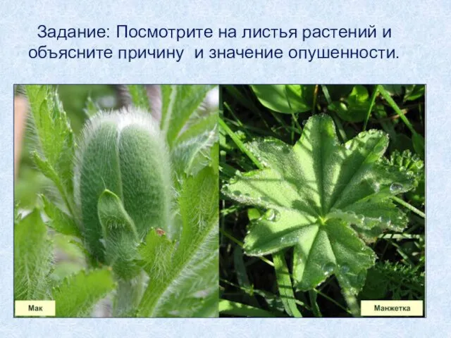 Задание: Посмотрите на листья растений и объясните причину и значение опушенности.