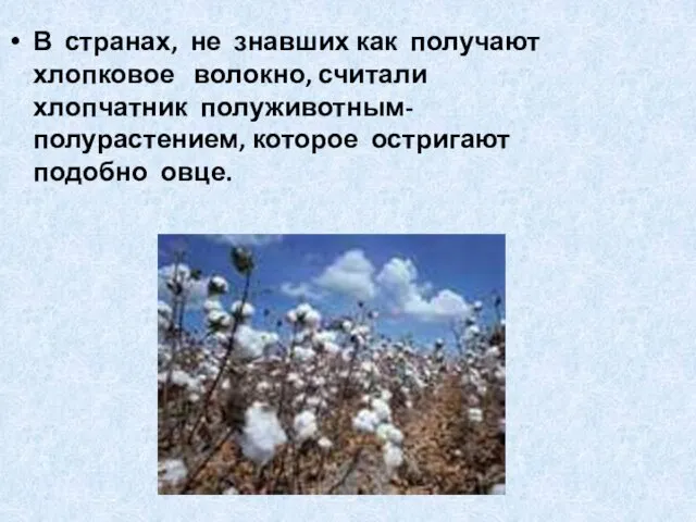 В странах, не знавших как получают хлопковое волокно, считали хлопчатник полуживотным-полурастением, которое остригают подобно овце.