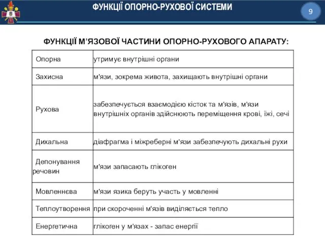 ФУНКЦІЇ ОПОРНО-РУХОВОЇ СИСТЕМИ 9 ФУНКЦІЇ М’ЯЗОВОЇ ЧАСТИНИ ОПОРНО-РУХОВОГО АПАРАТУ: