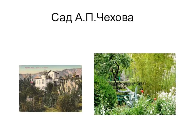 Сад А.П.Чехова