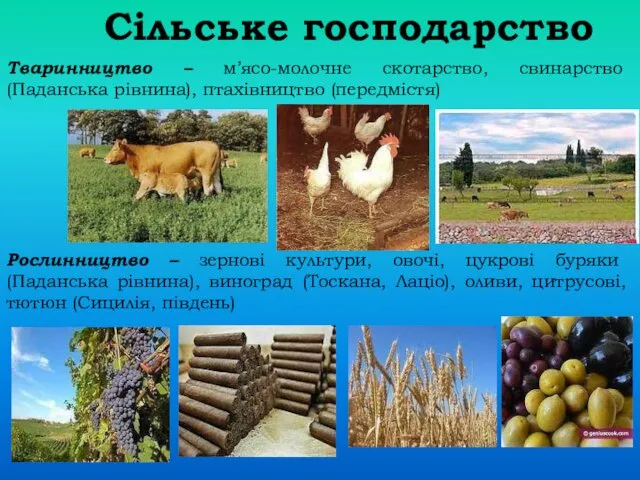 Сільське господарство Тваринництво – м’ясо-молочне скотарство, свинарство (Паданська рівнина), птахівництво (передмістя)