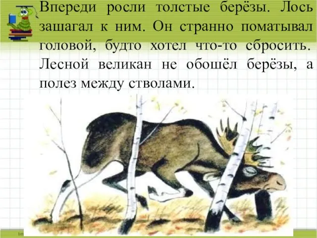 Впереди росли толстые берёзы. Лось зашагал к ним. Он странно поматывал