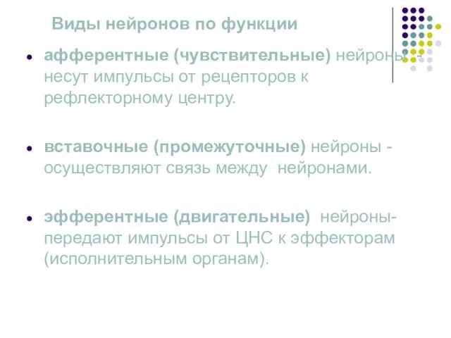 Виды нейронов по функции афферентные (чувствительные) нейроны - несут импульсы от